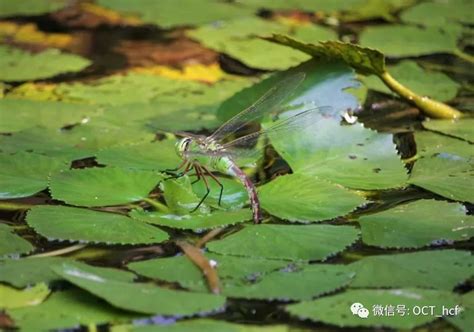 蜻蜓點水的目的|蜻蜓点水的解釋